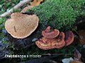 Daedaleopsis tricolor-amf1156-2